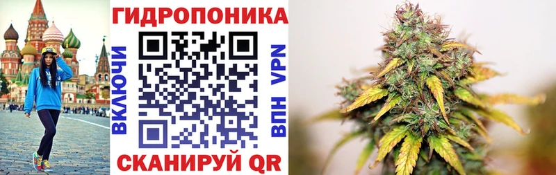 МАРИХУАНА сатива Оса